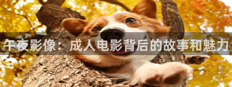 含羞草莓视频：午夜影像：成人电影背后的故事和魅力